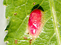 Euura triandrae gall